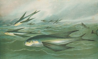 飛魚 作： English School