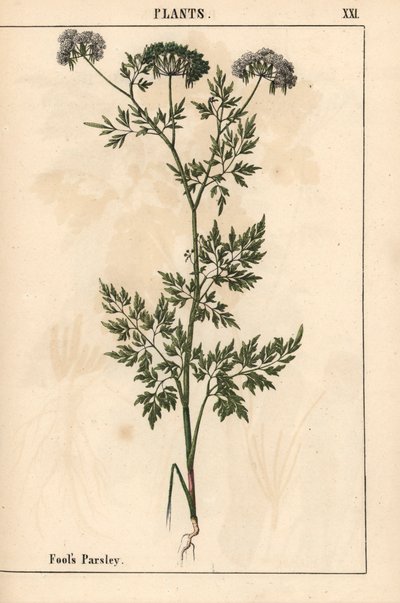 愚か者のパセリ Aethusa cynapium   、「教育的な絵本、または野菜の世界からの教訓」[シャーロット・メアリー・ヤング]、エジンバラより 作： English School