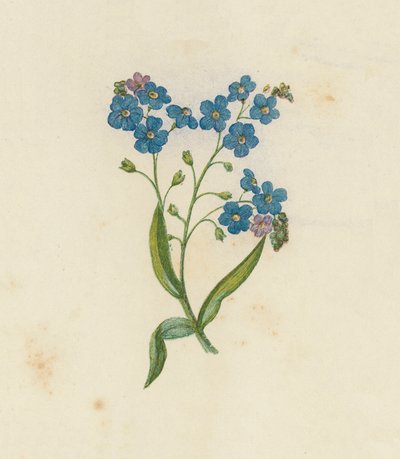 ワスレナグサ、Myosotis Palustris (カラーリソ) 作： English School
