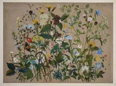 ロー・ウッドの海岸で摘んだ40の野の花 作： English School