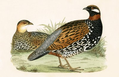 フランコリン、チャールズロバートブリー（1811-86）による「イギリス諸島では観察されないヨーロッパの鳥の歴史」のイラスト、1867年 作： English School