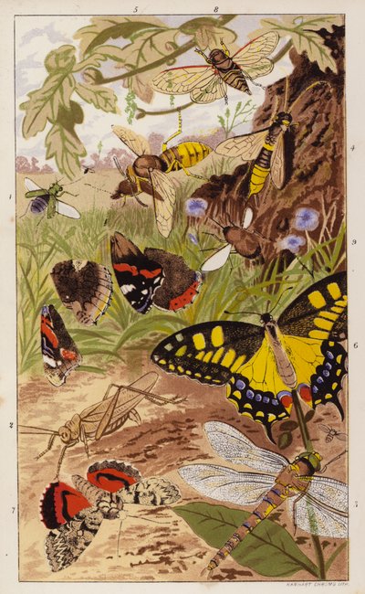J G Wood著『Insects at Home』扉絵（カラーリトグラフ） 作： English School