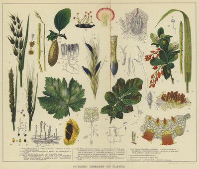 植物の菌類病（カラーリトグラフ） 作： English School