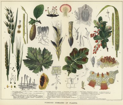 植物の真菌症 作： English School