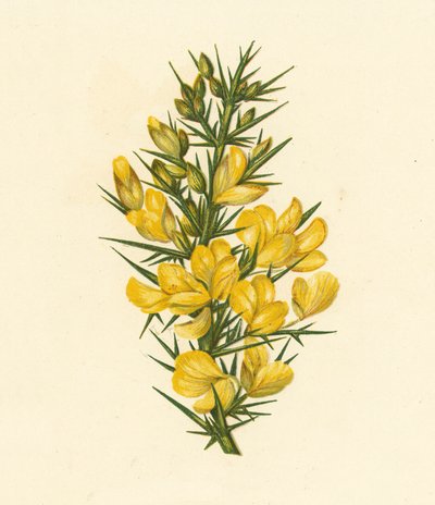 ファーゼ、Ulex Europaeus（カラーリトグラフ） 作： English School