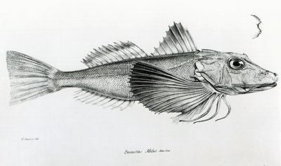 ガラパゴスガーナード、プレート6、チャールズダーウィンによる「HMSビーグルの航海の動物学、1832-36」から 作： English School