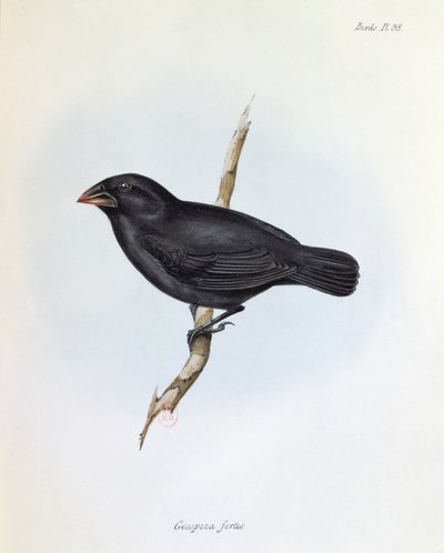Geospiza Fortis、The Zoology of the Voyage of HMS Beagle、1832-36、Charles Darwin（1809-92）、1840 作： English School