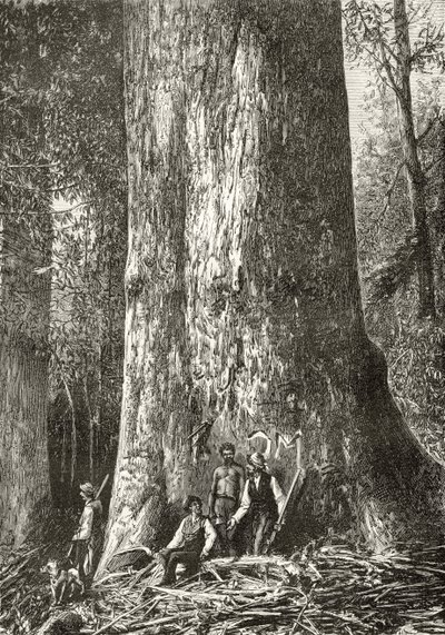ハワードウィロビー著「オーストラリアの写真」からのジャイアントガムツリー、1880年頃、ロンドン宗教教会協会発行、1886年 作： English School