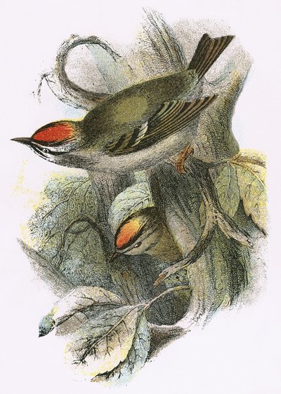 Goldcrest（下）およびFirecrest（上） 作： English School