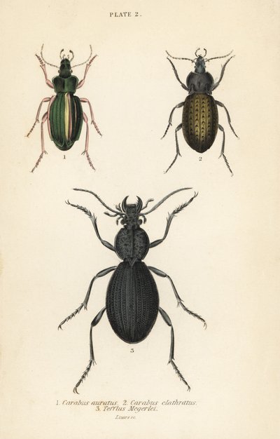 ゴールデン・グラウンド・ビートル（Carabus auratus）1、グラウンド・ビートル（Carabus clathratus）2、大きな黒いグラウンド・ビートル（Tefflus megerlei）。 作： English School