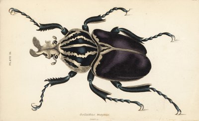 ゴライアス・ビートル（Goliathus goliatus）（Goliathus magnus 作： English School