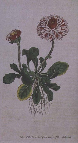 グレート・ダブル・デイジー（Bellis perennis var. major flore pleno）、William Curtisの「The Botanical Magazine」（または「Flower Garden Displayed」）のプレート228、F. Sansomによる彫刻、パブ。1793-94 作： English School