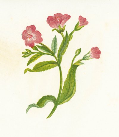 グレートヘアリーウィローハーブ、Epilobium Hirsutum 作： English School