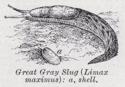 グレートグレイスラッグ Limax maximus（リトープ 作： English School
