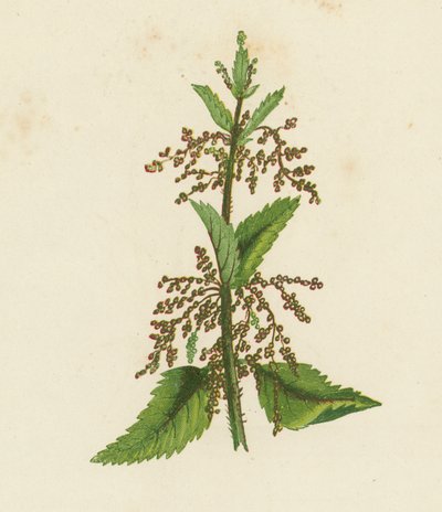 グリーン・ネトル、Urtica Dioica（カラーリトグラフ） 作： English School