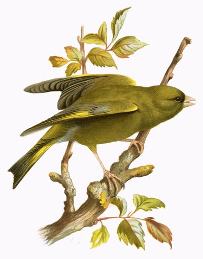Greenfinch 作： English School