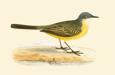 灰色の頭のハクセキレイ、チャールズロバートブリー（1811-86）による「イギリス諸島では観察されないヨーロッパの鳥の歴史」のイラスト、1867年公開 作： English School