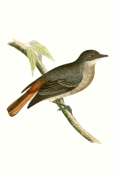 チャールズロバートブリー（1811-86）による「イギリス諸島では観察されないヨーロッパの鳥の歴史」からのイラスト 作： English School