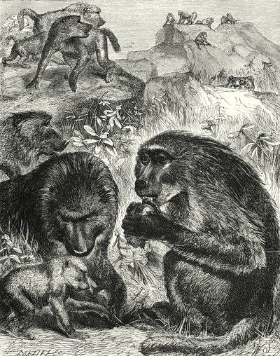 チャクマの群像（エングレーヴィング） 作： English School