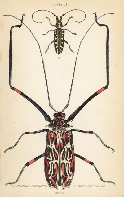 Harlequin beetle, Acrocinus longimanus 1, and flat-faced longhorn beetle, Taeniotes subocellatus 2 作： English School