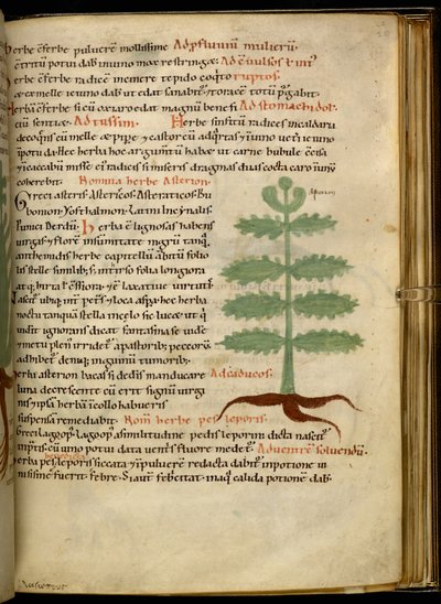 Harley 4986 fol.20 The Herb Asterion (ベラム) 作： English School