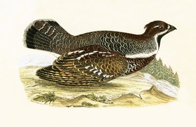 ヘーゼルグラウス、チャールズロバートブリー（1811-86）による「イギリス諸島では観察されないヨーロッパの鳥の歴史」の図解、1867年発行 作： English School