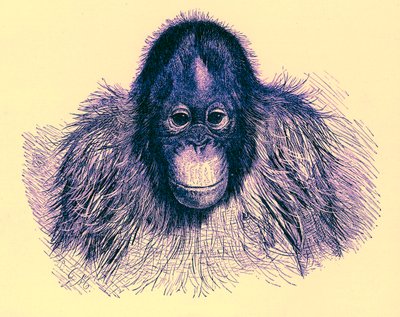 王立自然史のイラストであるオランの頭、1896年に出版（デジタル処理された画像） 作： English School