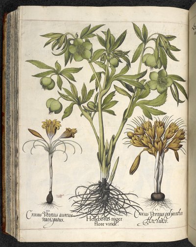 「Culpeper