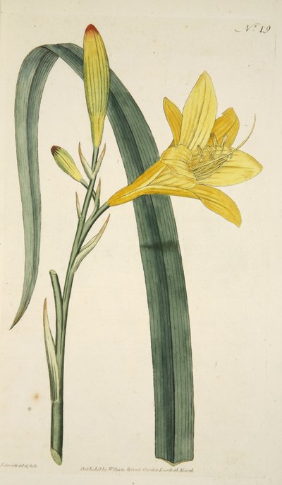 The Botanical MagzaineまたはFlower Garden DisplayedのpubのHemerocallis Flava（Yellow Day Lily）。 1796年（手描きの彫刻） 作： English School