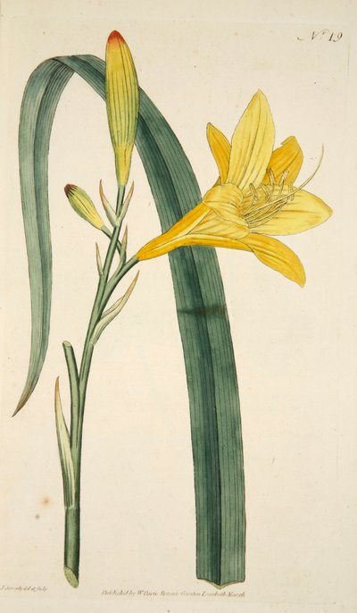 Hemerocallis Flava Yellow Day Lily、パブ。 1796年の手彩色彫刻。 作： English School