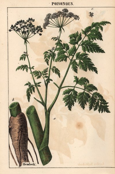 ツガまたはコニウム maculatum   、「教育的な絵本、または野菜の世界からの教訓」[シャーロット・メアリー・ヤング]、エジンバラより 作： English School