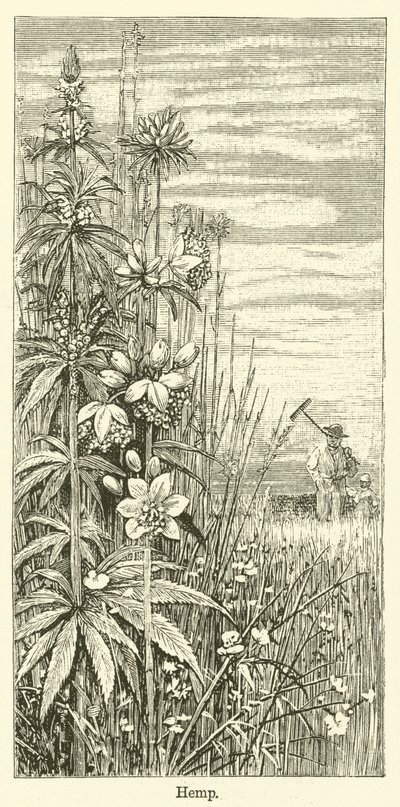 麻（彫刻） 作： English School