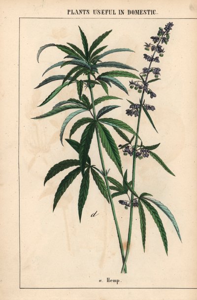 青い花を持つ麻  、「教育的な絵本、または野菜の世界からの教訓」[シャーロット・メアリー・ヤング]、エジンバラより 作： English School