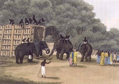 エドワード・オルム著「ヒンドゥー・エレファント・トラップ（Hindoo Elephant Trap）」。 作： English School