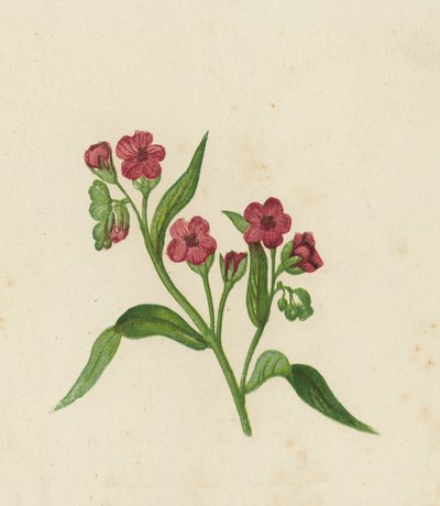 猟犬の舌、Cynoglossum Officinale (色リソ) 作： English School