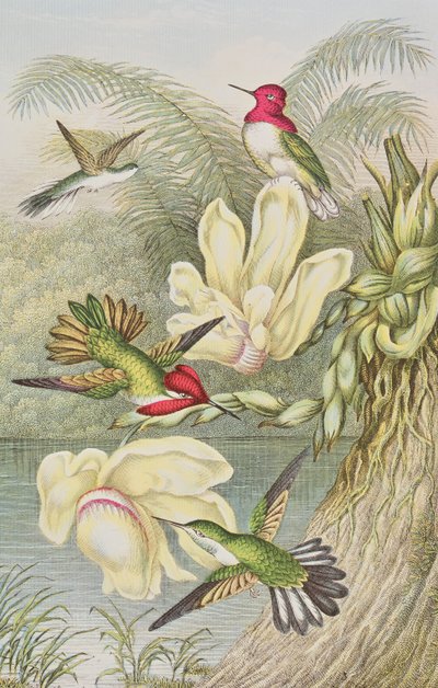 熱帯の花の中で鳥をハミング 作： English School