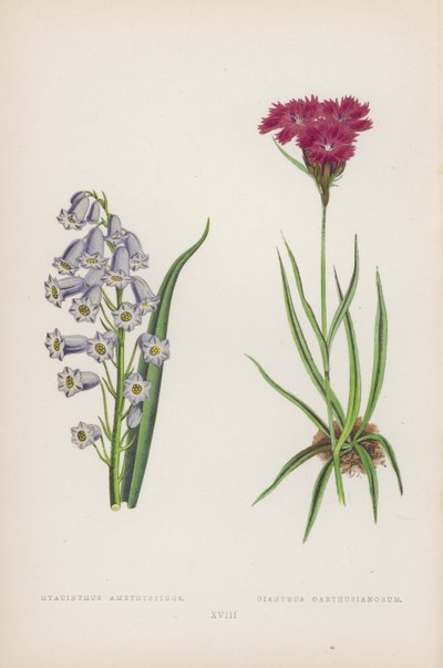 ブルーアメジスト; Carthusian Dianthus (カラーリソ) 作： English School