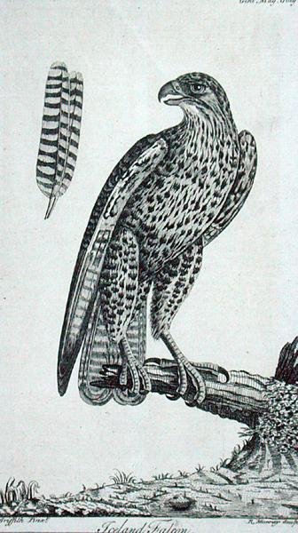 アイスランド ファルコン (Falcon Rusticolus)、「The Gentleman