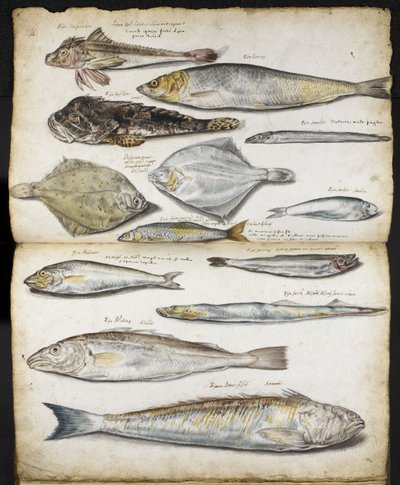 De Historia Pisciumに関連するイラスト、ジョン・レイ作、1686年頃（紙に水彩） 作： English School