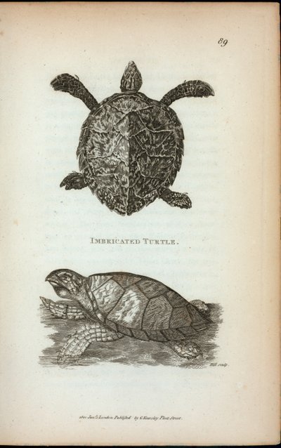 ジョージ・ショーの「1806年と1807年に英国王立研究所で行われた動物学の講義」からの「イミテーション・タートル 作： English School