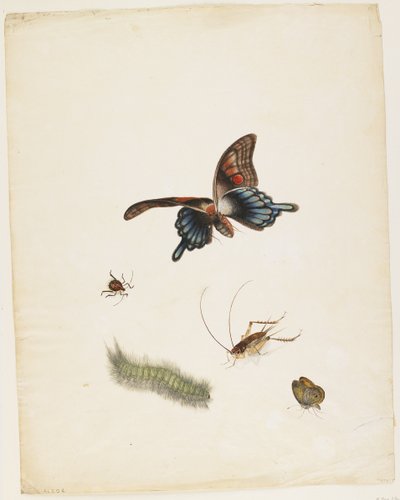昆虫、c.1805（紙に黒インク、トイレ、グラファイト） 作： English School