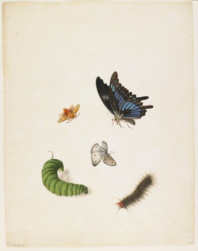 昆虫、c.1805（紙に黒インクとトイレ） 作： English School