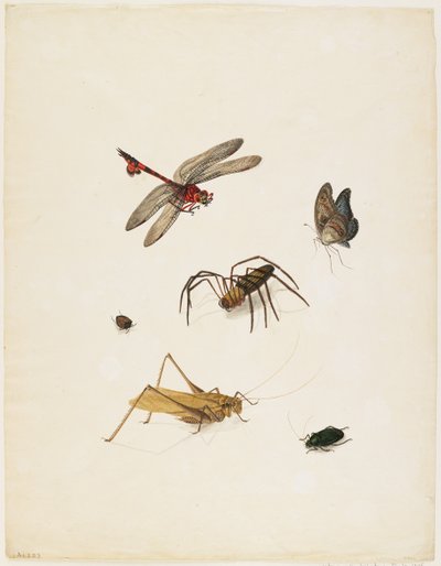昆虫、c.1805（紙にインク、トイレ、グラファイト） 作： English School