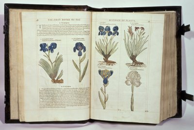 ジョンジェラルドの「植物の歴史の最初の書」から6種類のアイリス（花のデルース）が1597年に出版されました 作： English School
