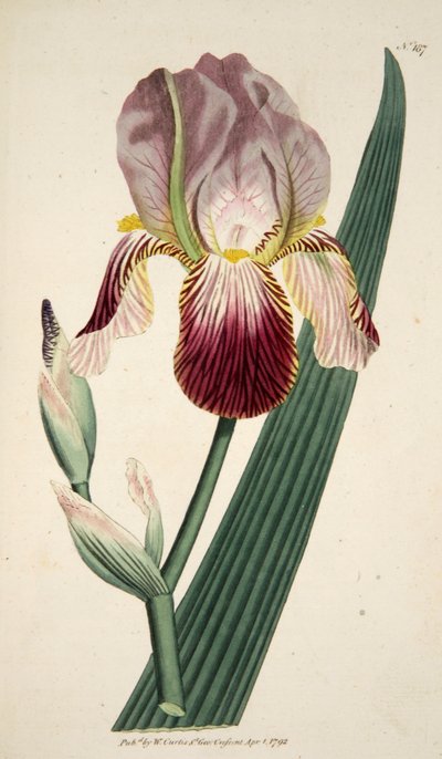 Iris Sambucina Elder Scented Iris、パブ。 1792年の手彩色彫刻。 作： English School
