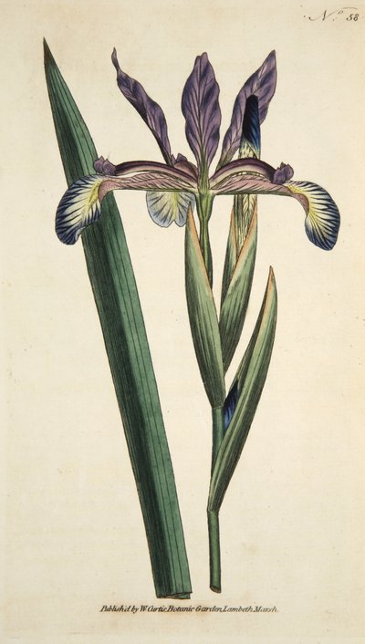アイリス・スプリアス（スプリオス・アイリス）、『The Botanical Magzaine or Flower Garden Displayed』（パブ）より。1790年（手彩色彫刻）。 作： English School
