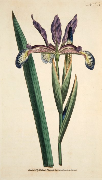 Iris Spuria Spurios アイリス、パブ。 1790年の手彩色彫刻。 作： English School