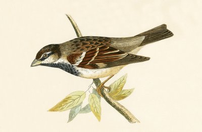 イタリアの家すずめ、チャールズロバートブリー（1811-86）による「イギリスの島々では観察されないヨーロッパの鳥の歴史」からのイラスト、1867年公開 作： English School