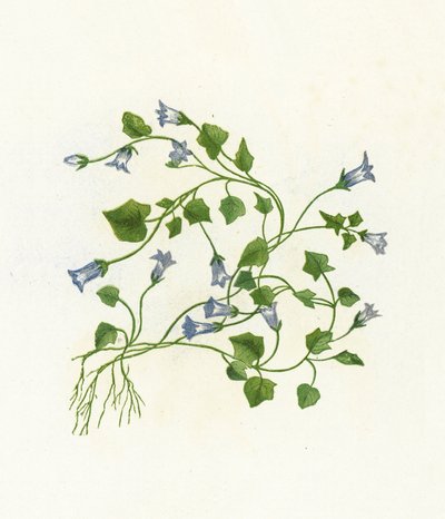 アイビーの葉のベルフラワー、カンパニュラHederacea 作： English School