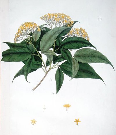 Jasminum Heterophyllum（カラーリトグラフ 作： English School